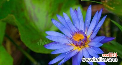 探索蓝莲花花语的内涵及其传递的情感 深情如蓝，蓝莲花花语的魅力