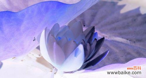 探索蓝莲花花语的内涵及其传递的情感 深情如蓝，蓝莲花花语的魅力