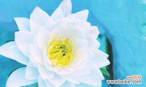 通过蓝莲花解读坚持与希冀的意义 蓝莲花