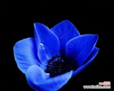 通过蓝莲花解读坚持与希冀的意义 蓝莲花