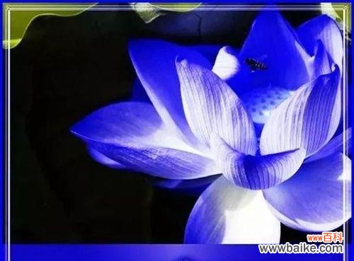 以蓝莲花为媒介,探索勇气与希望在生活中的意义 蓝莲花