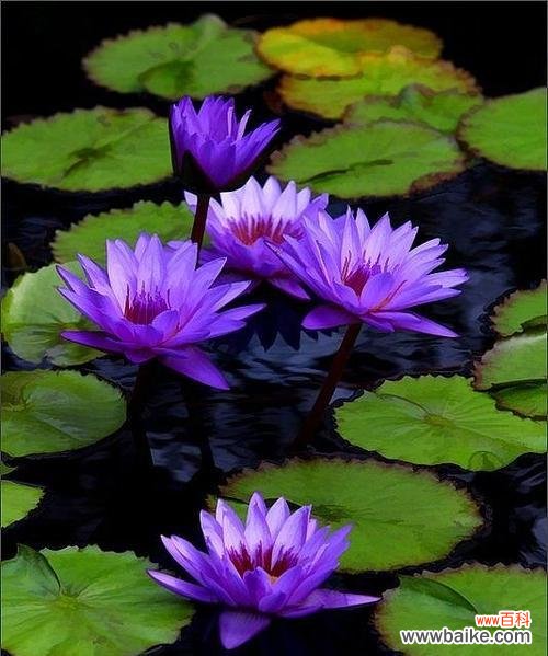 以蓝莲花为媒介,探索勇气与希望在生活中的意义 蓝莲花