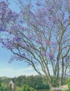 揭示蓝花楹美丽与力量的奇妙之旅 蓝花楹