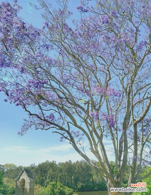 揭示蓝花楹美丽与力量的奇妙之旅 蓝花楹