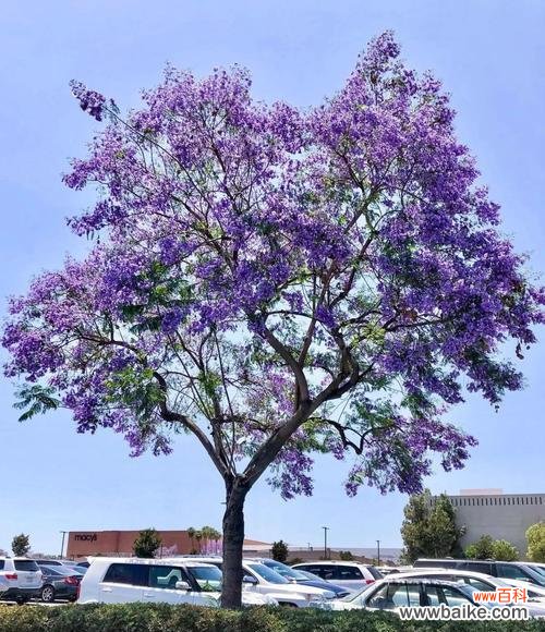 揭示蓝花楹美丽与力量的奇妙之旅 蓝花楹
