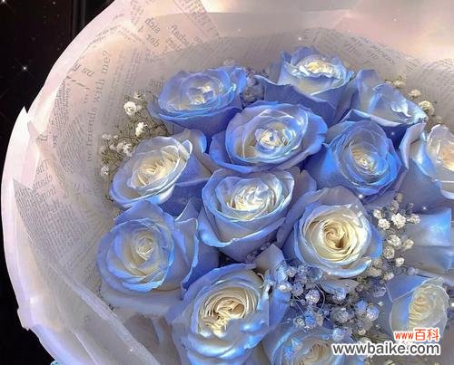 探秘蓝玫瑰的浪漫寓意及传说背后的故事 蓝玫瑰的象征意义与美丽传说