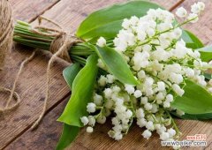 蓝铃花 蓝铃花的花语和寓意