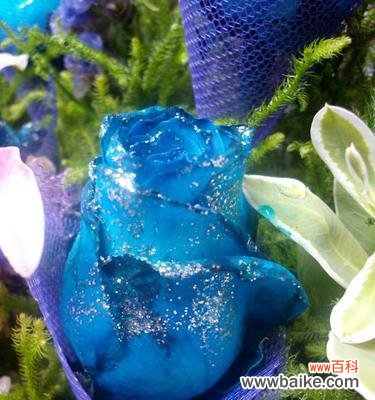 蓝玫瑰的美丽传说与象征意义 探寻蓝玫瑰的神秘意义