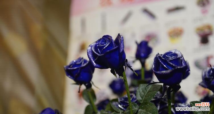 蓝玫瑰的象征意义及种植方法 蓝玫瑰