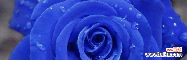 探寻蓝玫瑰的象征与寓意 蓝玫瑰