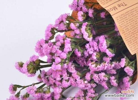 寄托深情 勿忘我花语