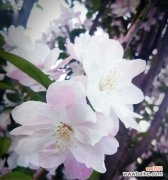 以西府海棠的花语 以西府海棠花语