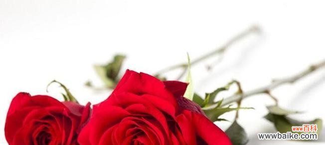 夏天花语的传递之美 夏日花开,绽放花语