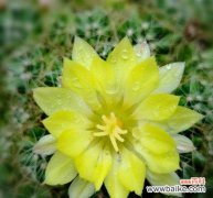 探索仙人球的花语与象征意义 仙人球花语