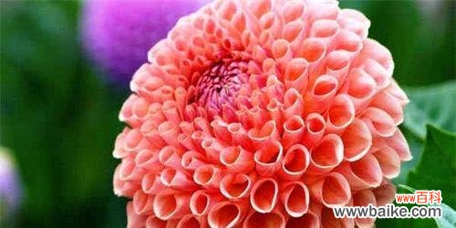 绚烂多彩的夏日花卉大观 夏天的花海