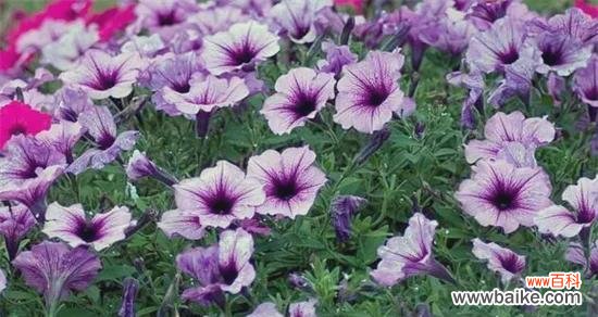 探秘夏天中的花海奇观 夏天的鲜花盛宴