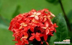 探索仙丹花的花语和神奇故事 仙丹花