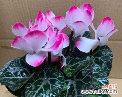 探寻仙客来的奥秘与象征意义 《仙客来之寓意与象征》