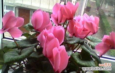 探寻仙客来花语中的神奇力量与情感表达 仙客来花语