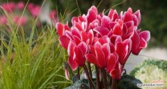 绽放真情 用仙客来花语传达心意的艺术