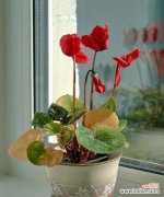 探索中国古代文化中神仙客观念的象征意义 以仙客来寓意