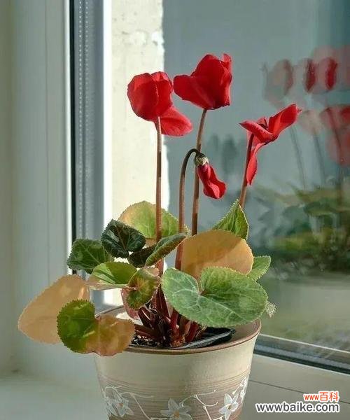 探索中国古代文化中神仙客观念的象征意义 以仙客来寓意