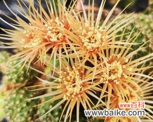 一种奇异多肉植物的灵性诠释 仙人球花语与美丽传说