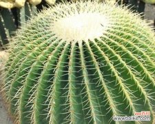 探索仙人球之美 探寻仙人球的寓意与象征