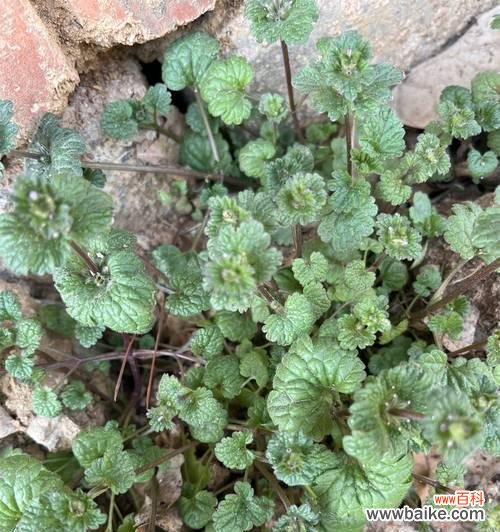 宝盖草的花语有何深意?