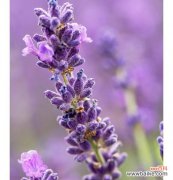 薰衣草的花语是什么？它在爱情中代表了什么？