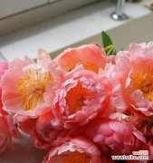 落日欣花代表什么？它的花语和寓意有何深意？