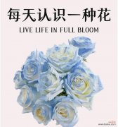 蓝玫瑰与洋桔梗的组合花语有何深意？