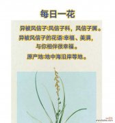 风信花的花语和寓意有哪些？