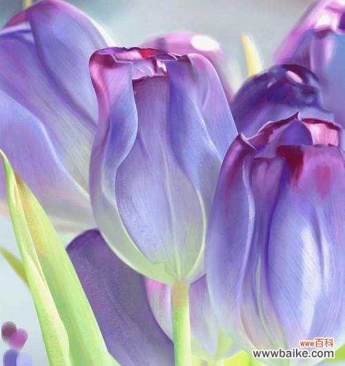 蓝色郁金香的花语是什么?