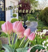 郁金香的花语有哪些特别含义？