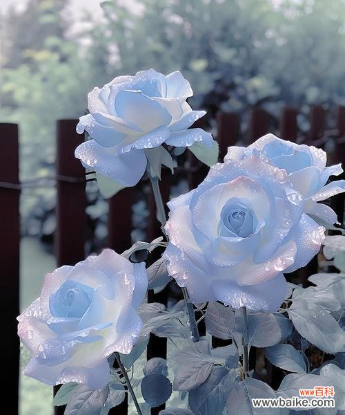 “我的爱都给你”的花语代表什么?