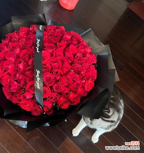 99朵玫瑰花代表了什么特别的意义?