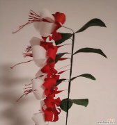 灯笼花花语是什么？灯笼花代表什么？