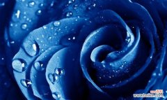 探索蓝玫瑰的美丽与神秘 蓝玫瑰的象征意义