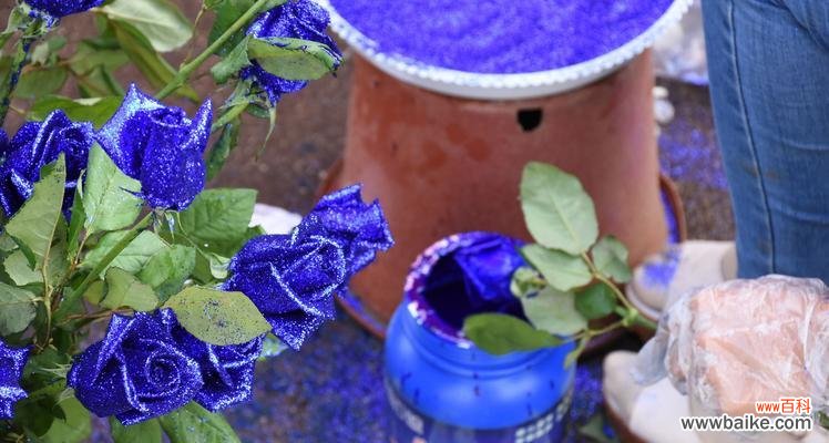 探寻蓝玫瑰背后的情感密码 蓝玫瑰花语的深意