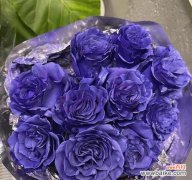 探寻蓝玫瑰背后的情感密码 蓝玫瑰花语的深意