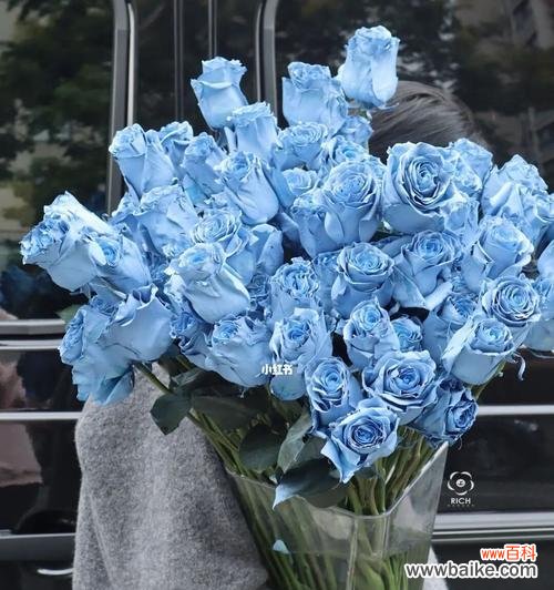 深入解读碎冰蓝玫瑰花语，体会其独特之美 碎冰蓝玫瑰的花语与魅力