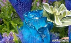 深入解读碎冰蓝玫瑰花语，体会其独特之美 碎冰蓝玫瑰的花语与魅力