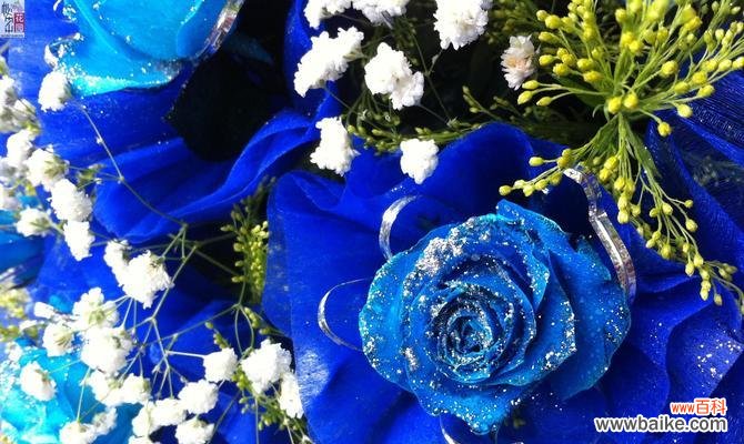 深入解读碎冰蓝玫瑰花语，体会其独特之美 碎冰蓝玫瑰的花语与魅力