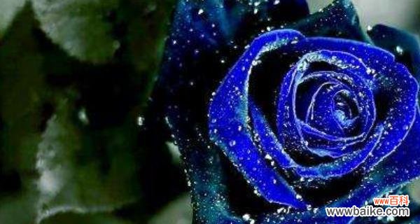 深情追寻,浪漫之花的真情告白 以蓝玫瑰的花语与寓意探索