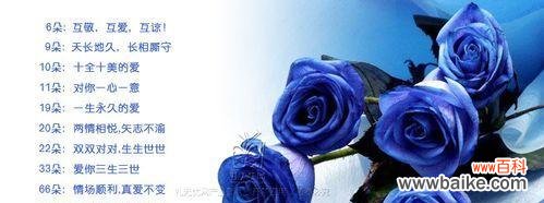 探寻蓝玫瑰背后的诗意之花 以蓝玫瑰的寓意与意义