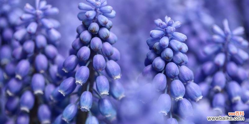 探秘蓝色风信子的美丽花语 蓝色风信子花语的含义与传说