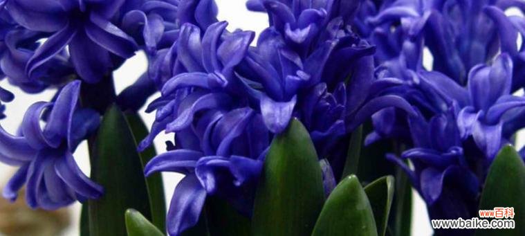 探秘蓝色风信子的美丽花语 蓝色风信子花语的含义与传说