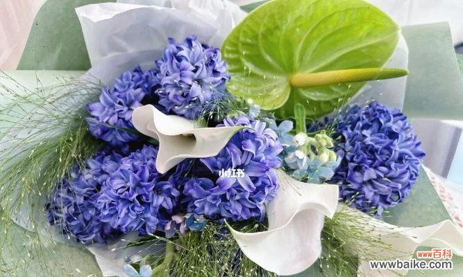 探秘蓝色风信子的美丽花语 蓝色风信子花语的含义与传说