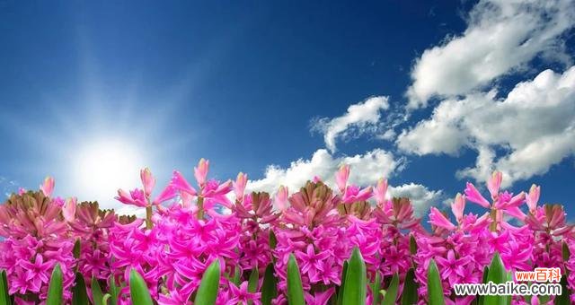 探索蓝色风信子的含义与象征 蓝色风信子花语的深意